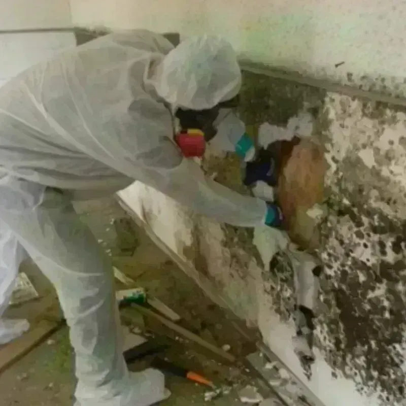 Mold Remediation and Removal in Saline County, IL